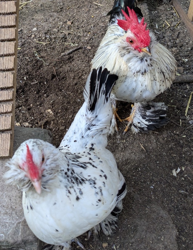 12 Silver Mille D’uccle Hatching Eggs