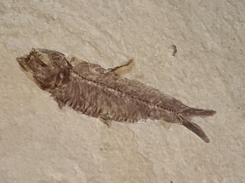 Fossil Fish