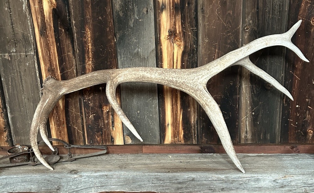 Large 7 Pt Elk Shed ~ Antler