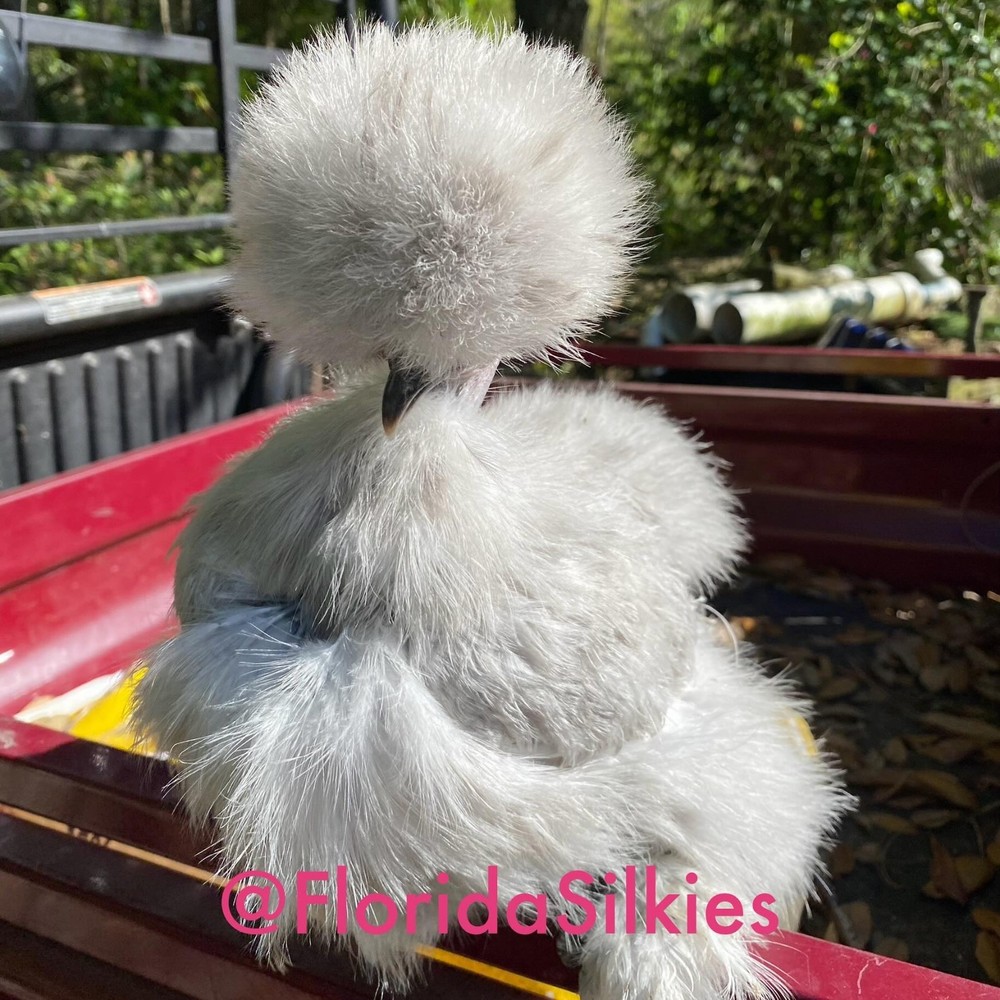 Silkie Hatching Eggs Assorted Colors (READ!) 4+