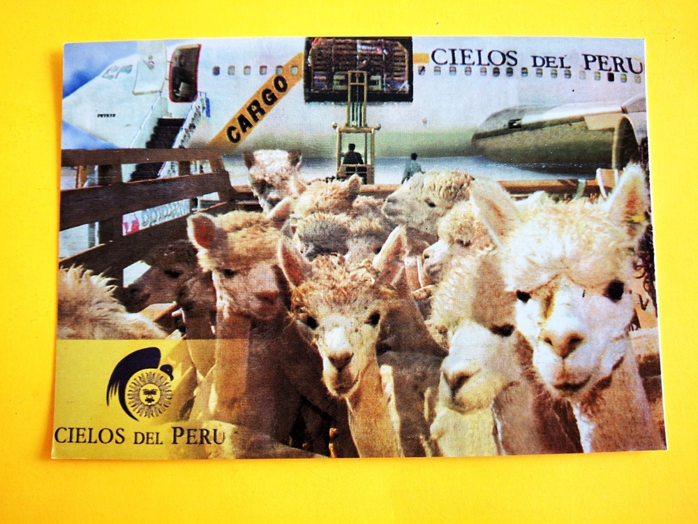 CIELOS del PERU Postcard Boeing 737 Cargo Loading Sheep