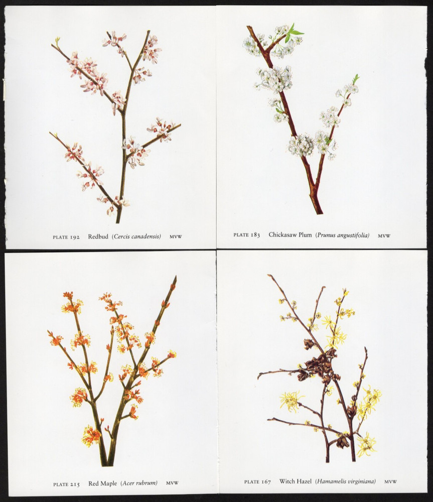 Tiny Junk Journal Florals Tree Blossoms Red Maple etc , 4 Illustrations