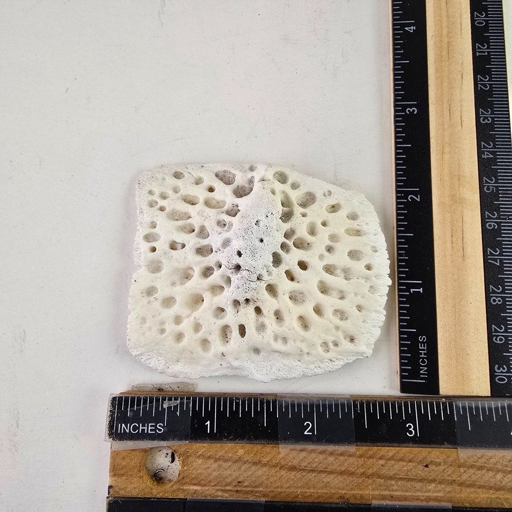 Gator Alligator Back Scute bone bones Bony scutes croc weird Osteoderms white