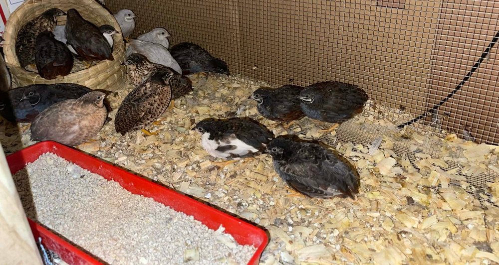 20+ Extra Button Chick (Button Quail) Hatching Eggs – Fresh & Multiple Colors