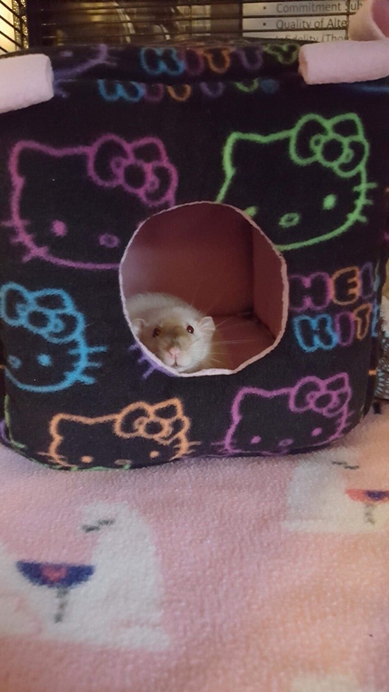 Custom Order: 7” FOAM CUBE HOUSE (Suitable for Rats/Hedgehogs/Sugar Gliders)