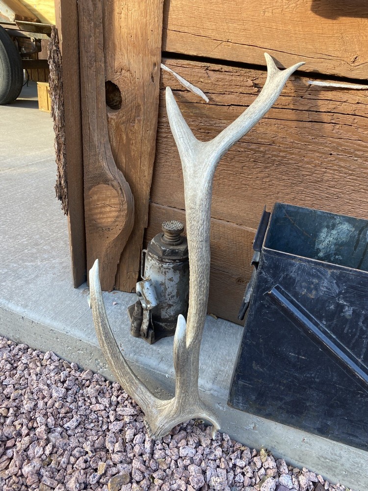 Unique “Freak” Elk Shed ~ Antler
