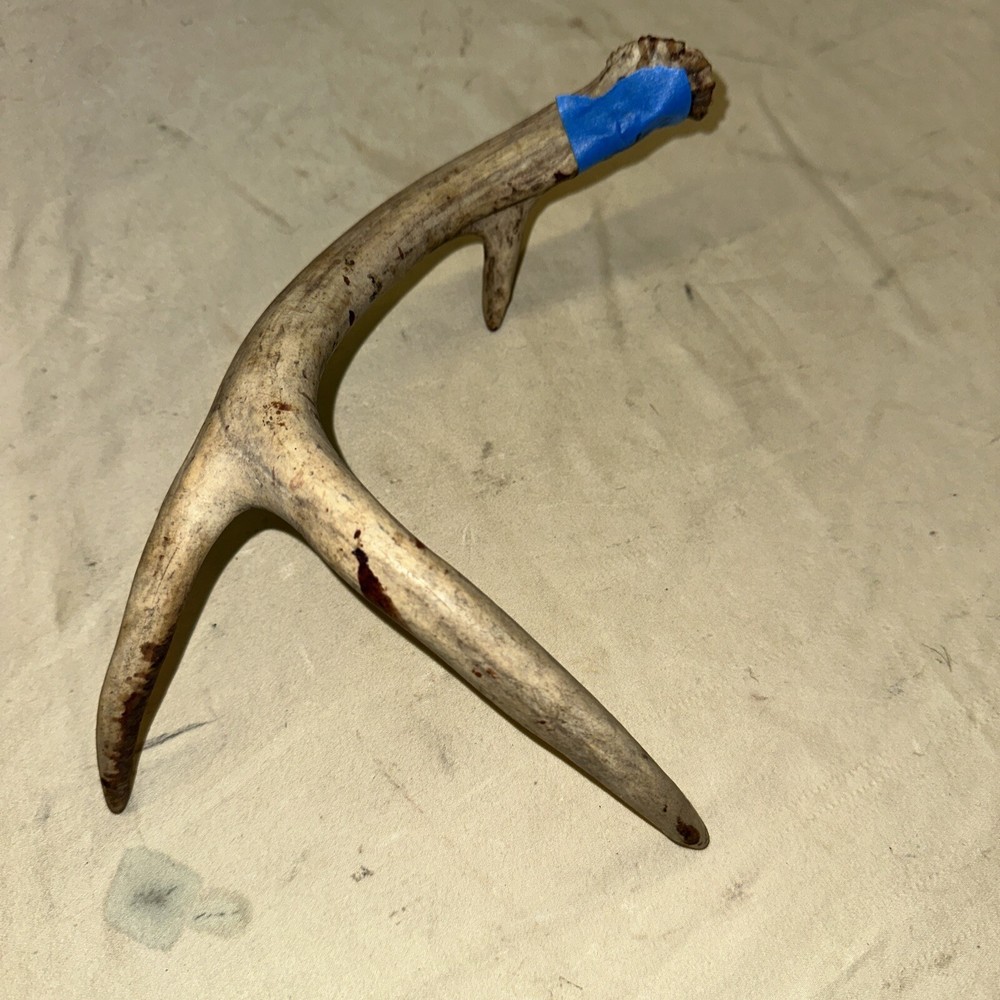 Single Whitetail Deer Antler Shed ~ 3 Points