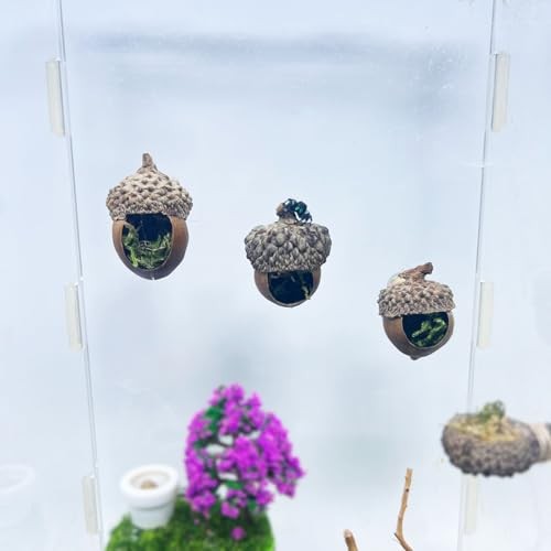 Jumping Spider Hide,Jumping Spider Hideaway Made from Real Acorns |,Handmade