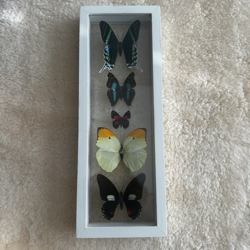 Real Framed Butterfly Specimen Display Shadow Box Swallowtail Entomology Art