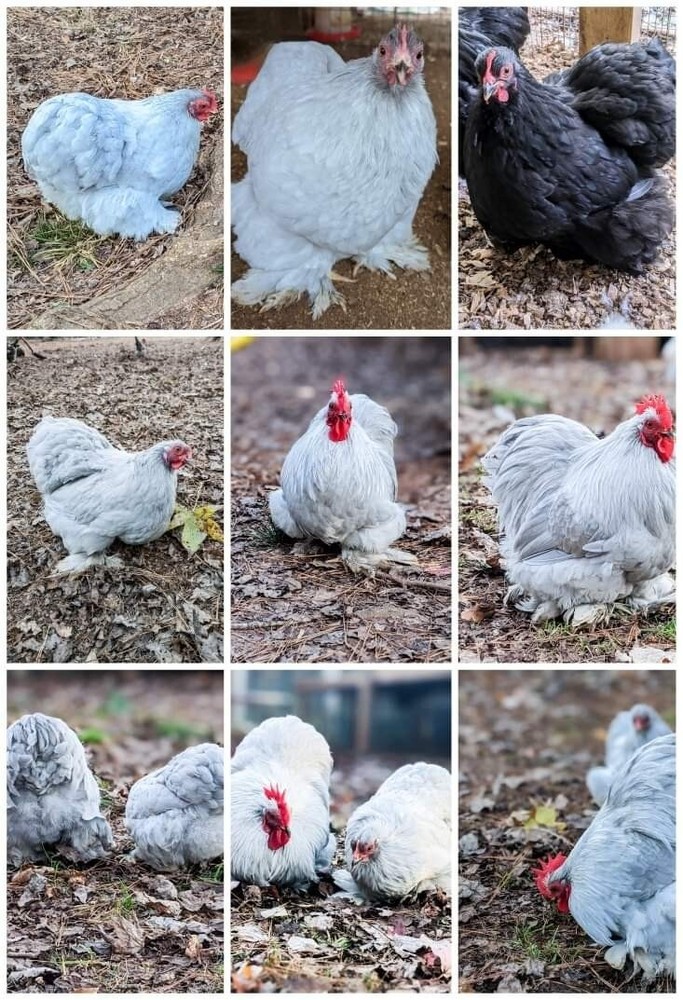 6+ Lavender (Self Blue) Bantam Cochin Hatching Eggs