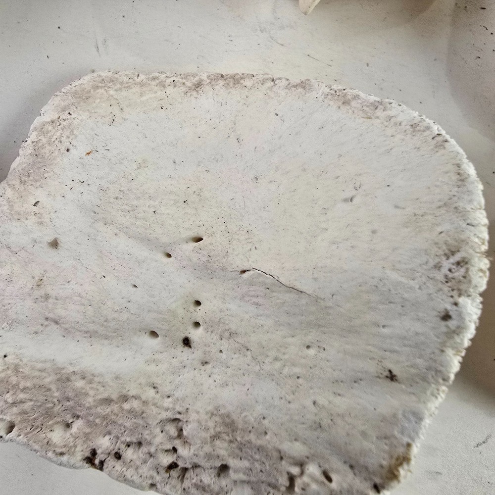 Gator Alligator Back Scute bone bones Bony scutes croc weird Osteoderms white