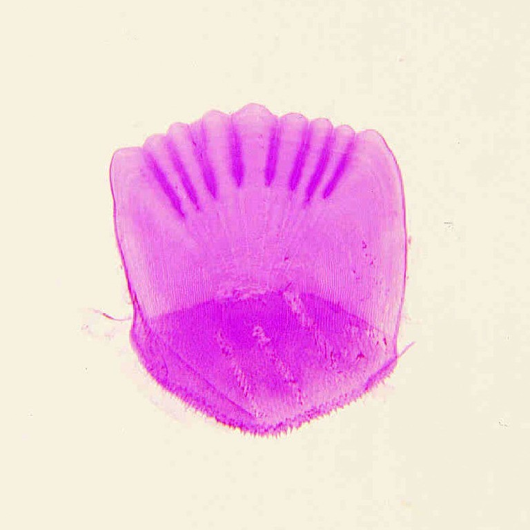 ABGIL Pisces(Fishes) microscopic slides