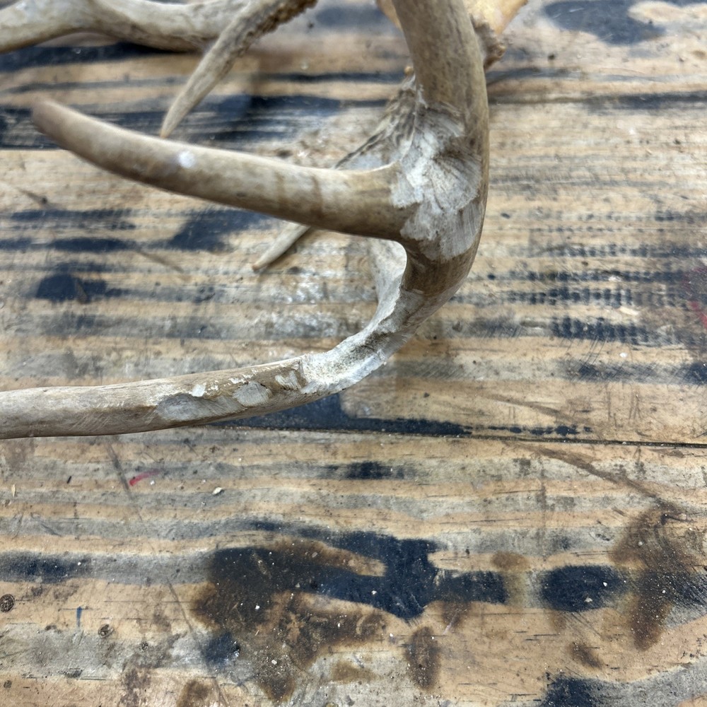 Deer Antlers