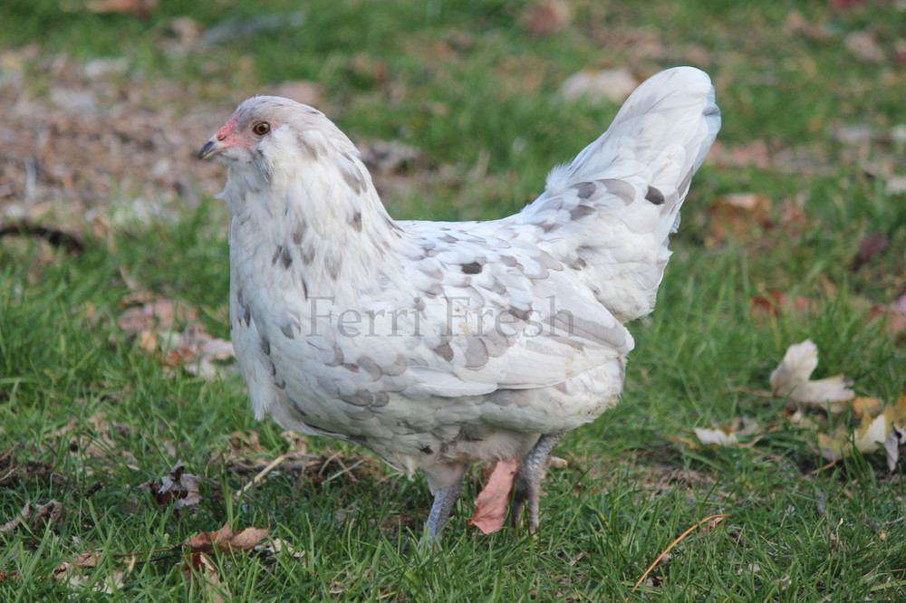 10+ Bantam Splash Ameraucana Fertile Hatching Eggs