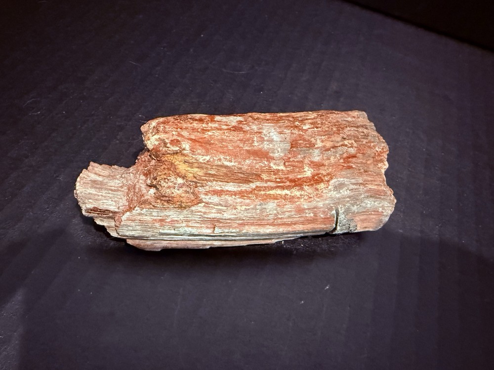 petrified wood