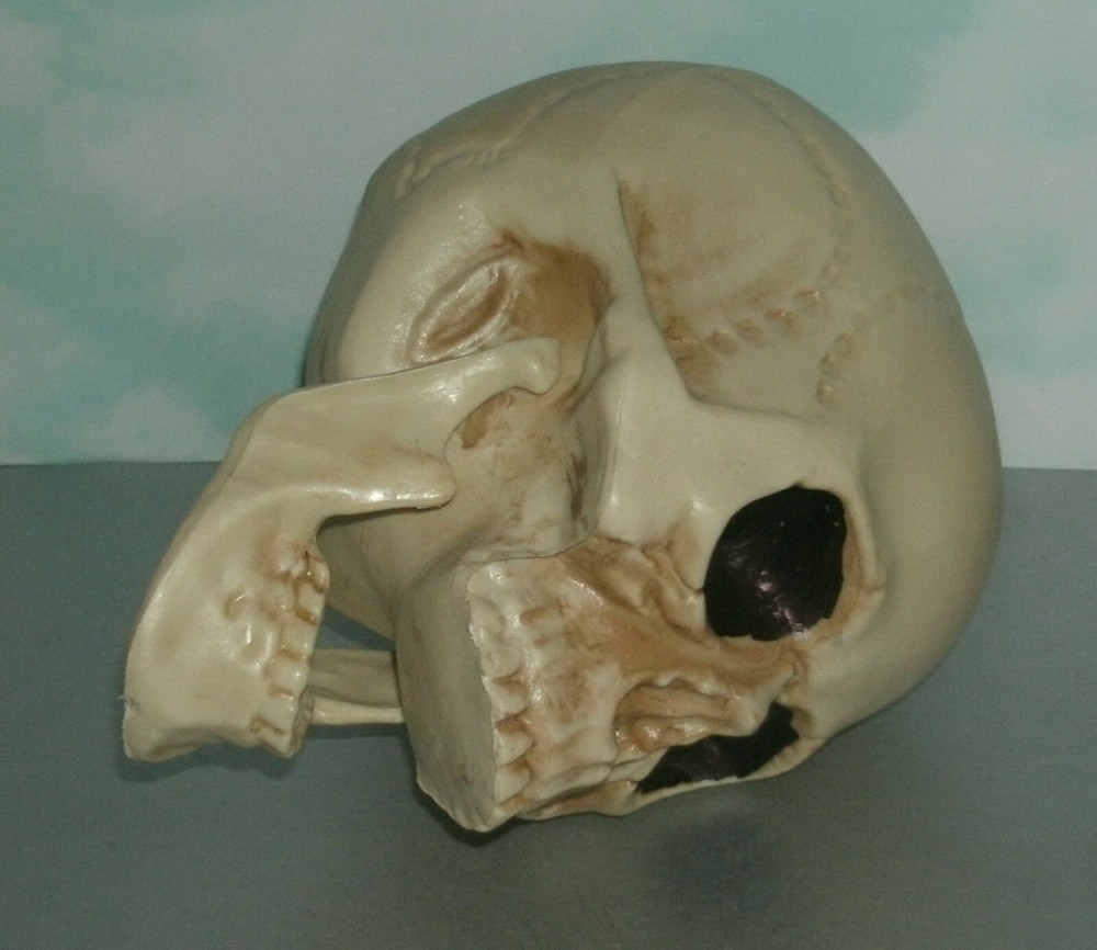 Life Size Human Skull Plastic Replica Bonehead - Man Cave Decor Accessory Prop