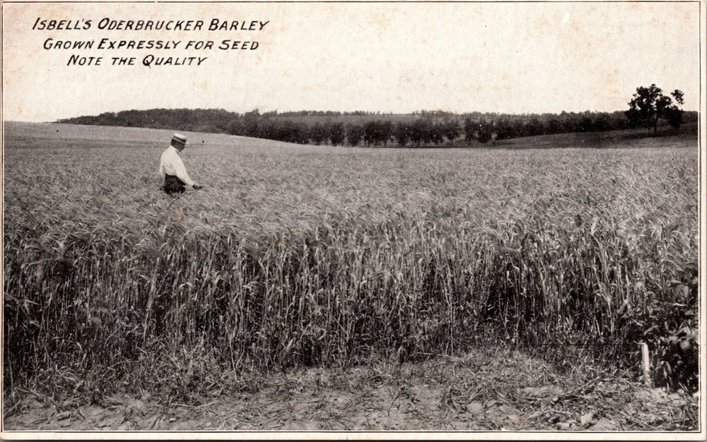Jackson Michigan Postcard Isbell`s Oderbrucker Barley Farm