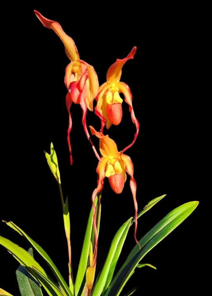 Phragmipedium Ackers Fu Manchu (Twilight x Caudatum)