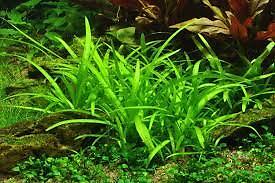 Dwarf Sagittaria (Subulata) Bundle