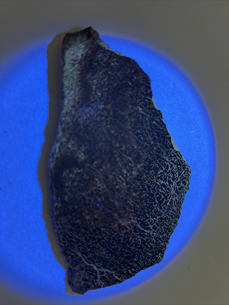 Fossilized agatized dinosaur bone slab 64 grams fluorescent