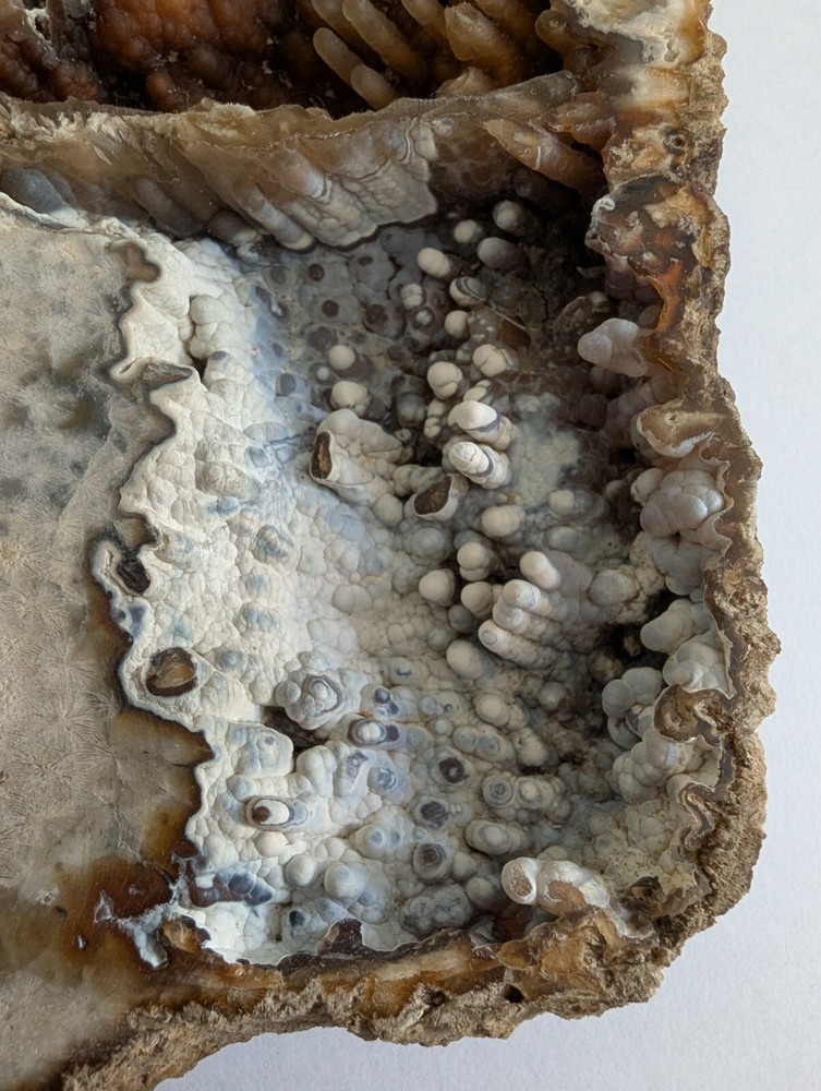 coral slab brown white multi-textured natural