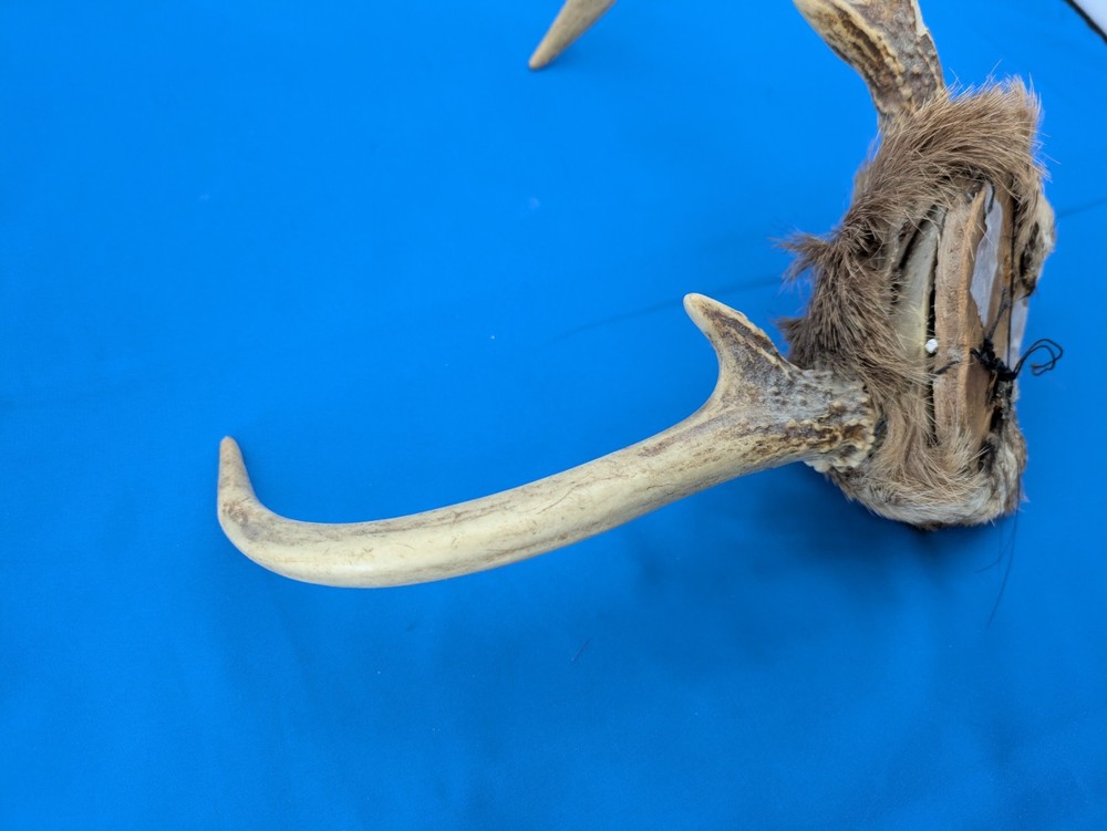 Rustic White Tail Deer Skull Cap Antlers Wall Decor Scalp