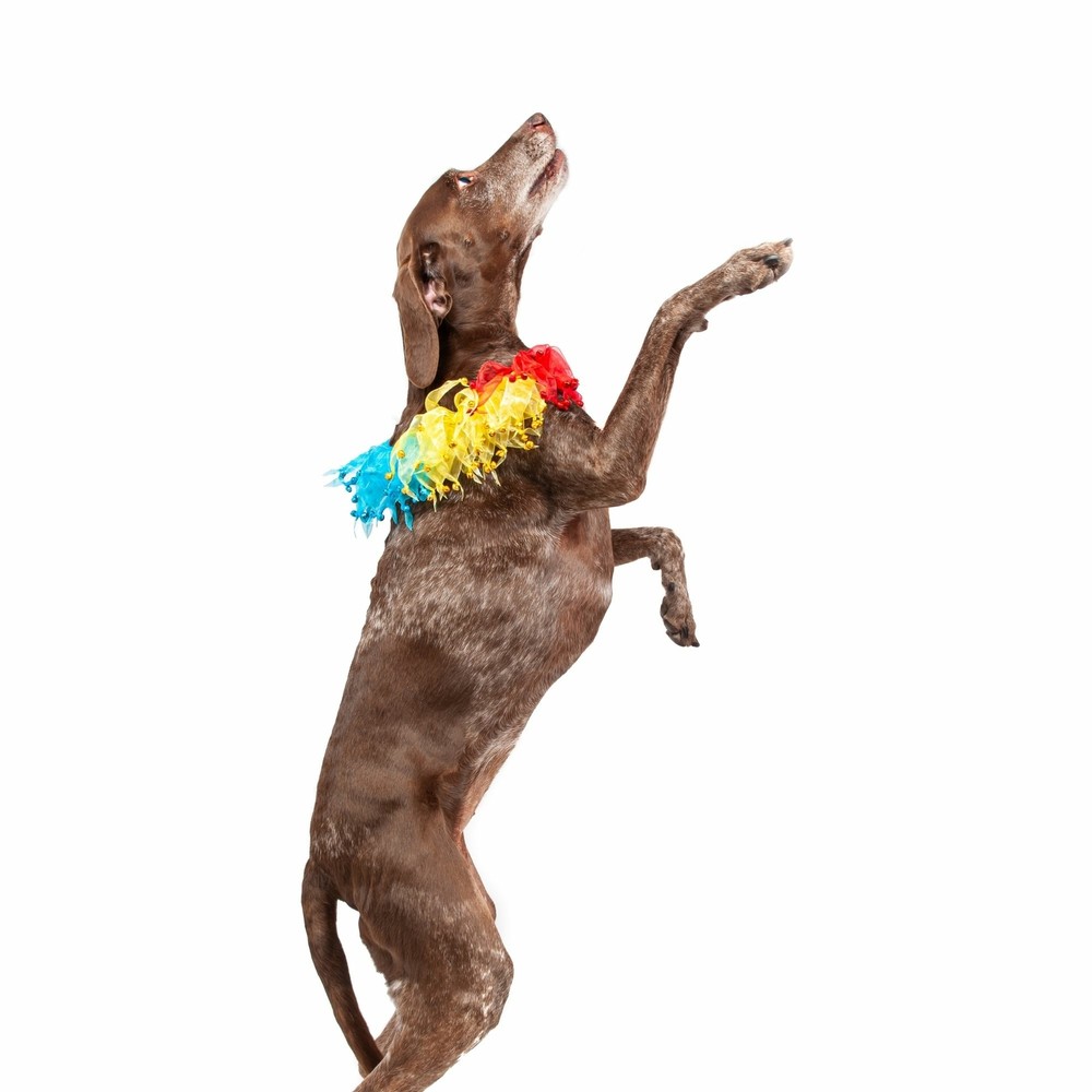 Midlee Rainbow Decorative Dog Collar