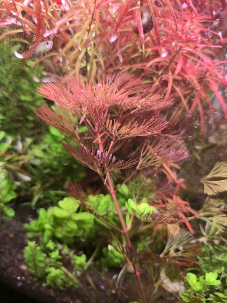 Aquatic Plant Pack 25 Stems