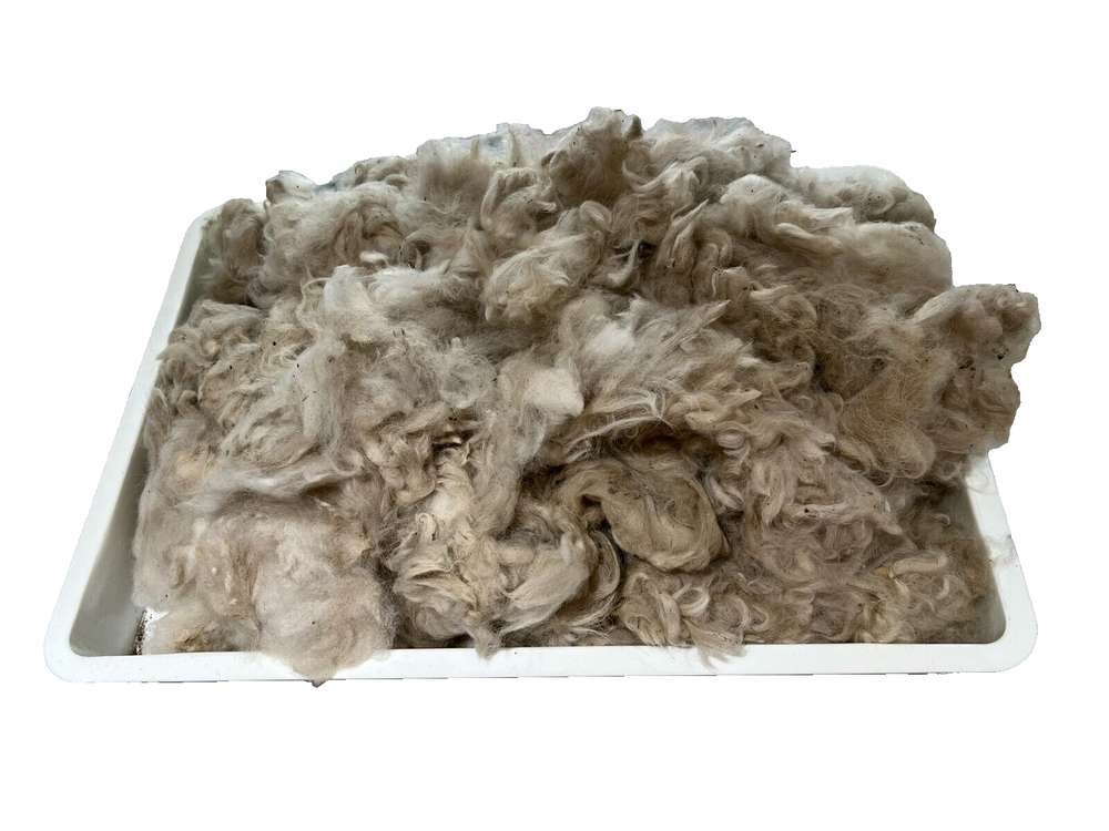 Alpaca Fiber White Raw Unwashed 1 Pound