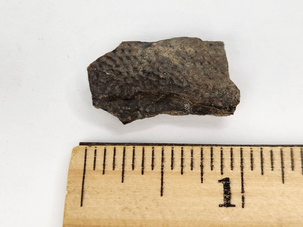 Cretaceous Turtle Shell Fossil - Testudines - Judith River Fm. - Hill Co., MT