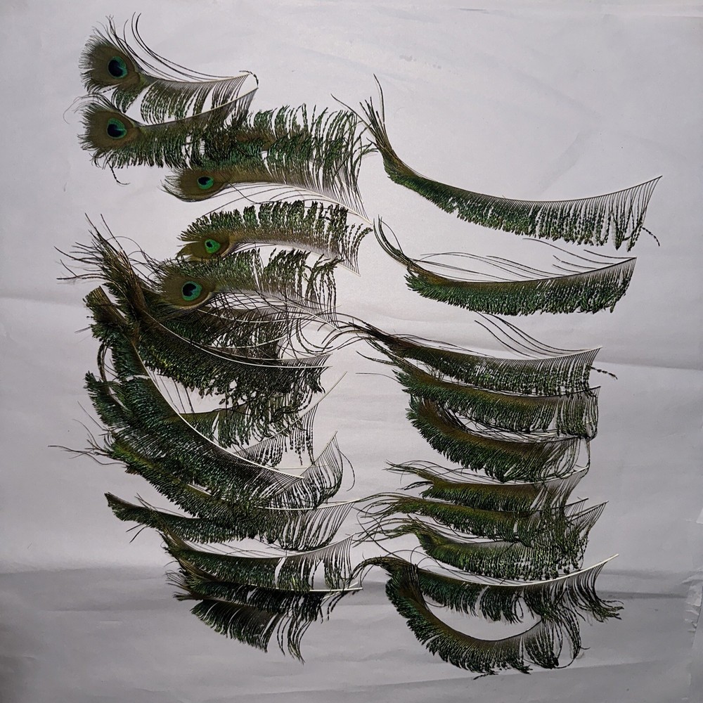 30 pc peacock feathers lot ref #2201