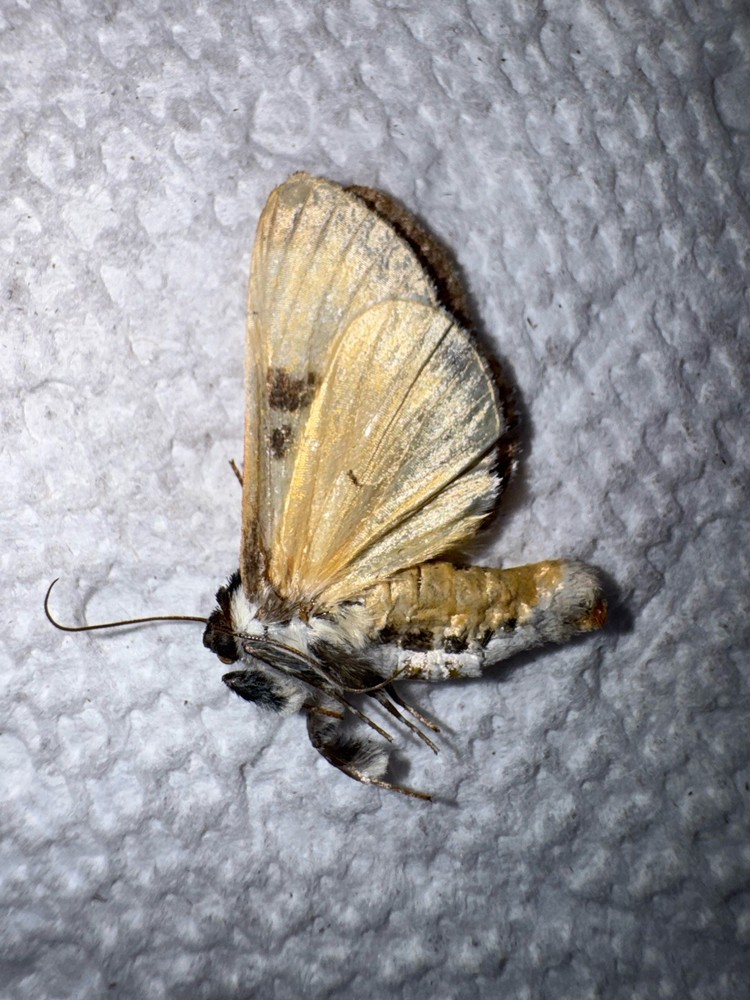 BY5 - E. Grata - Beautiful Wood Nymph Moth 5