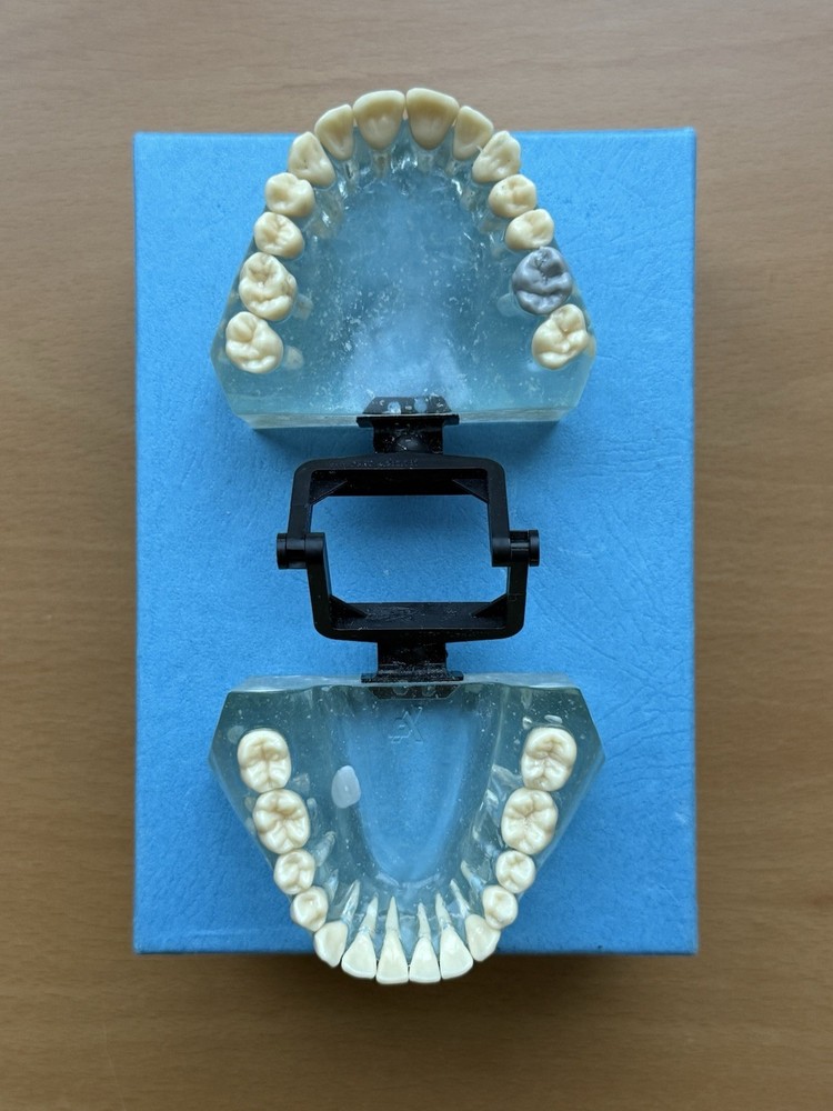 Viade Clear Teeth with Hinge Model - #2072