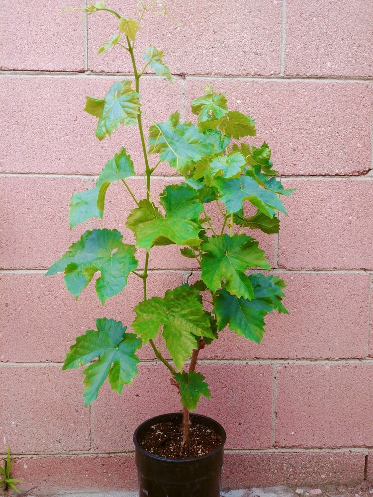 Thompson Seedless Grape Vine