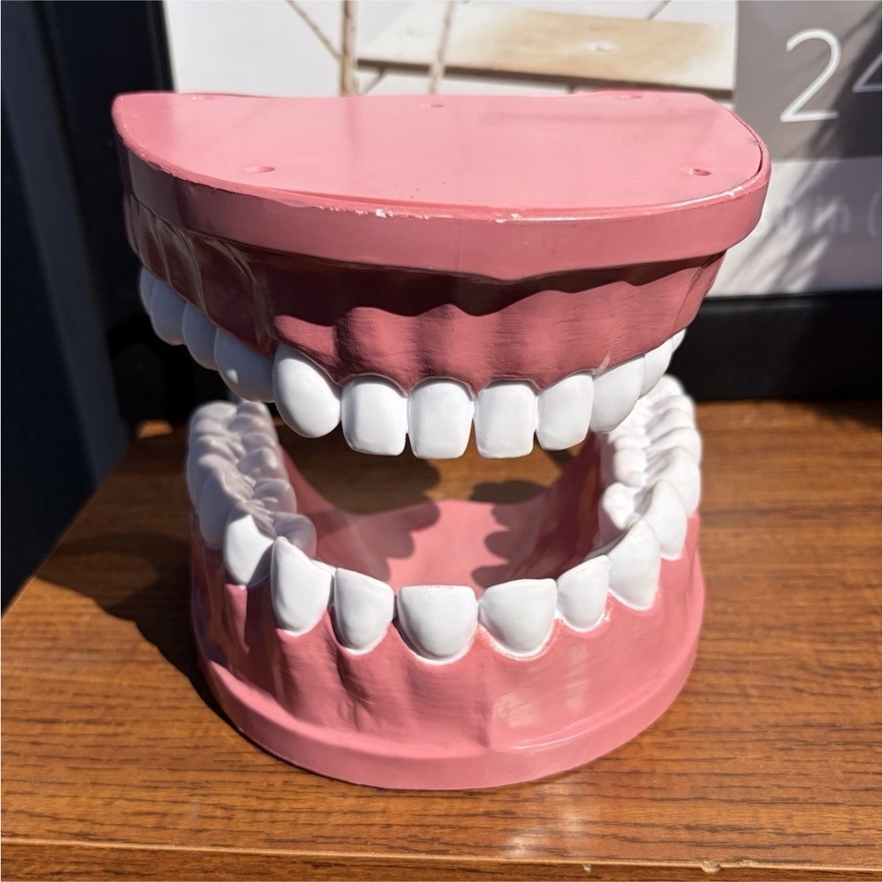 Dental Typodont Model with Flexible Hinges for Dentistry and Orthodontics