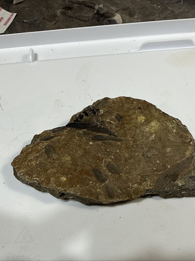 Archaeopteris - Rare devonian plant- Red Hills PA.