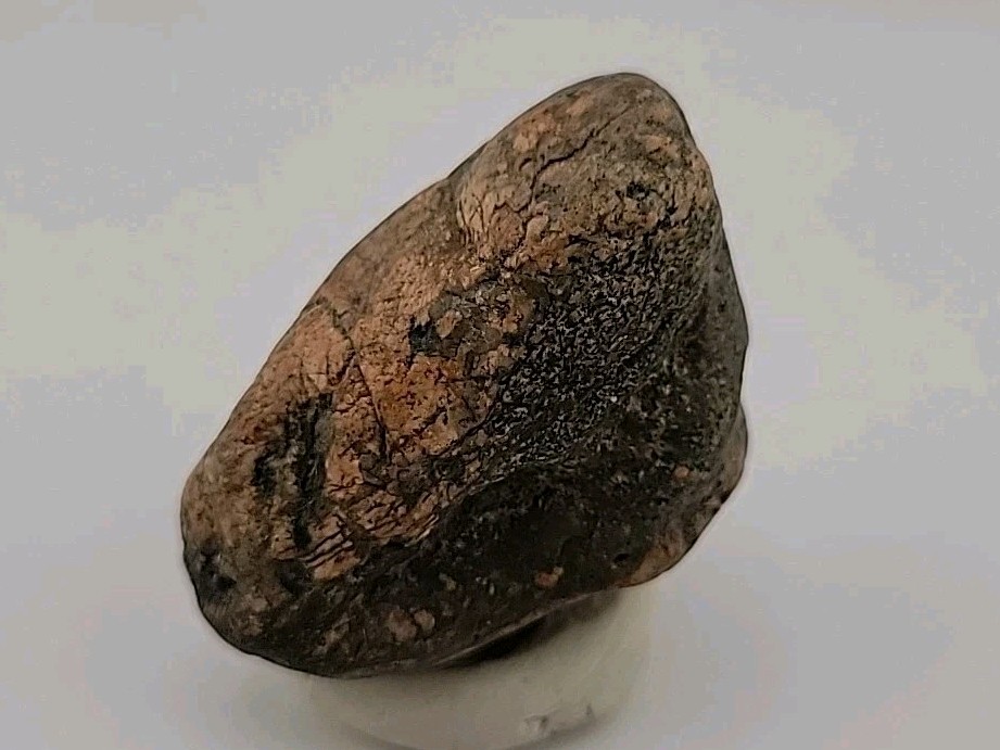 Real Permineralized Bird Egg Fossil