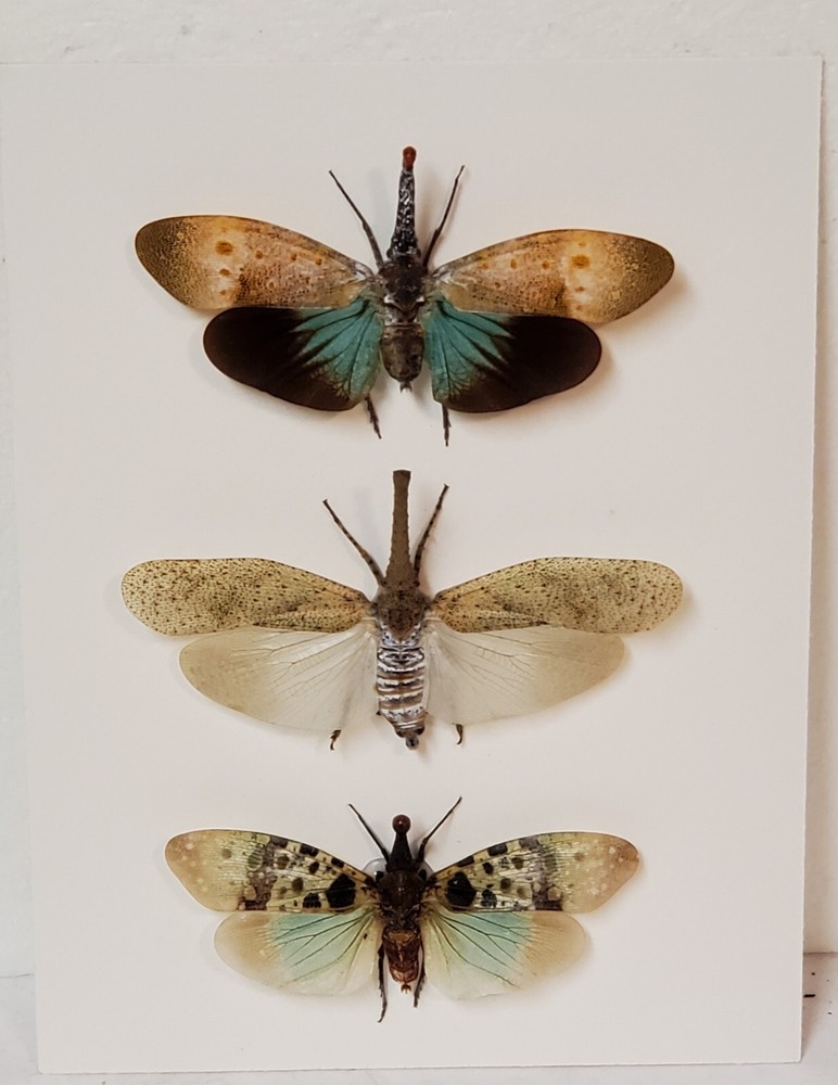 Real framed Lanternfly/planthopper display from Southeast Asia in shadowbox #6