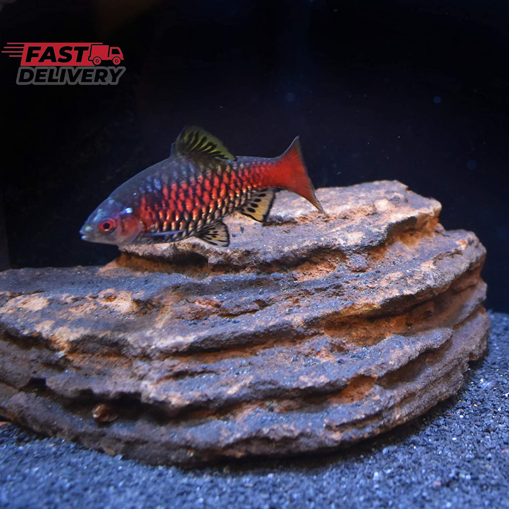 Neutral Regulator, 50 G / 1.8 Oz