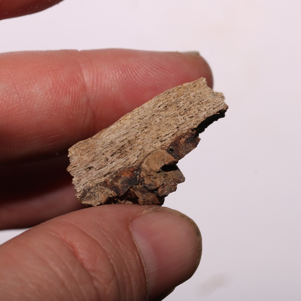 Edmonotsaurus Jaw with a few Teeth Cretaceous Hell Creek Formation - Nice Piece