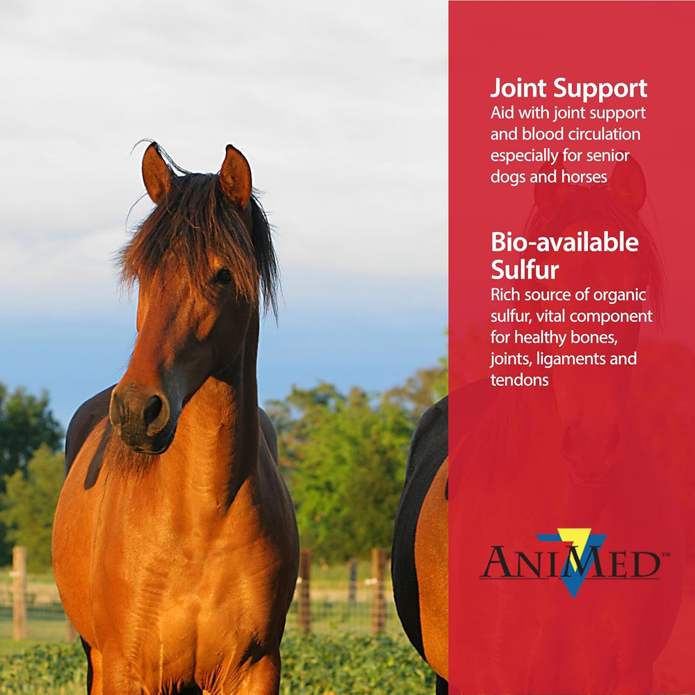 Pure MSM Supplement for Horses, 1-Pound…