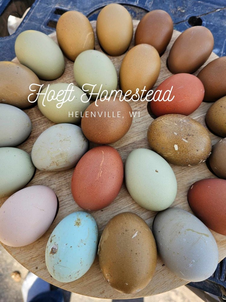 12+ Rainbow Egg Mix – Color-Packed Hatching Eggs