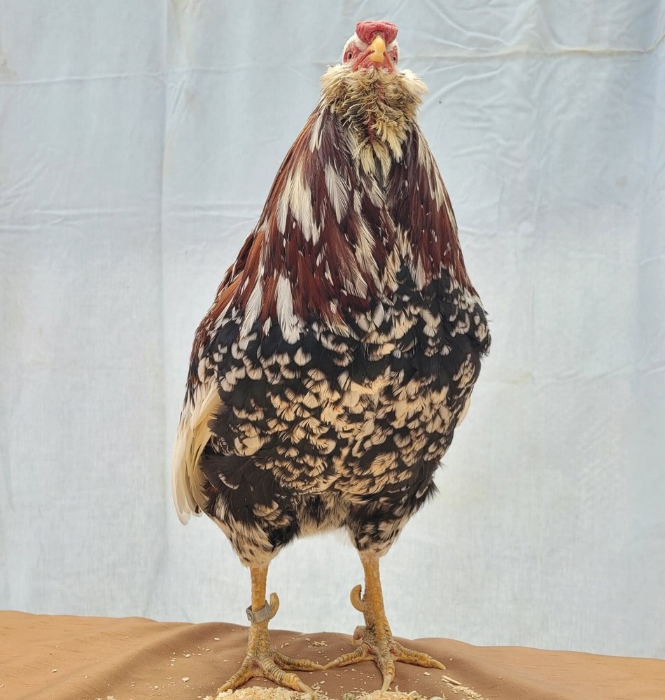 12 Russian Orloff Htching Eggs Npip