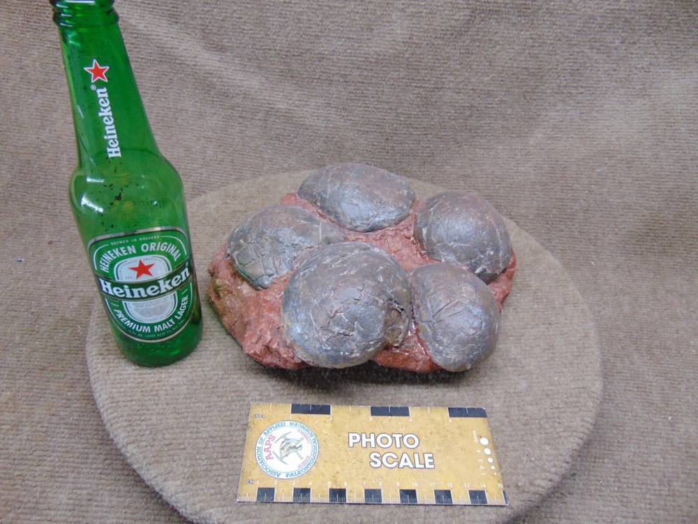Mongolian dinosaur (Therizinosaur?) 5 egg nest cast replica