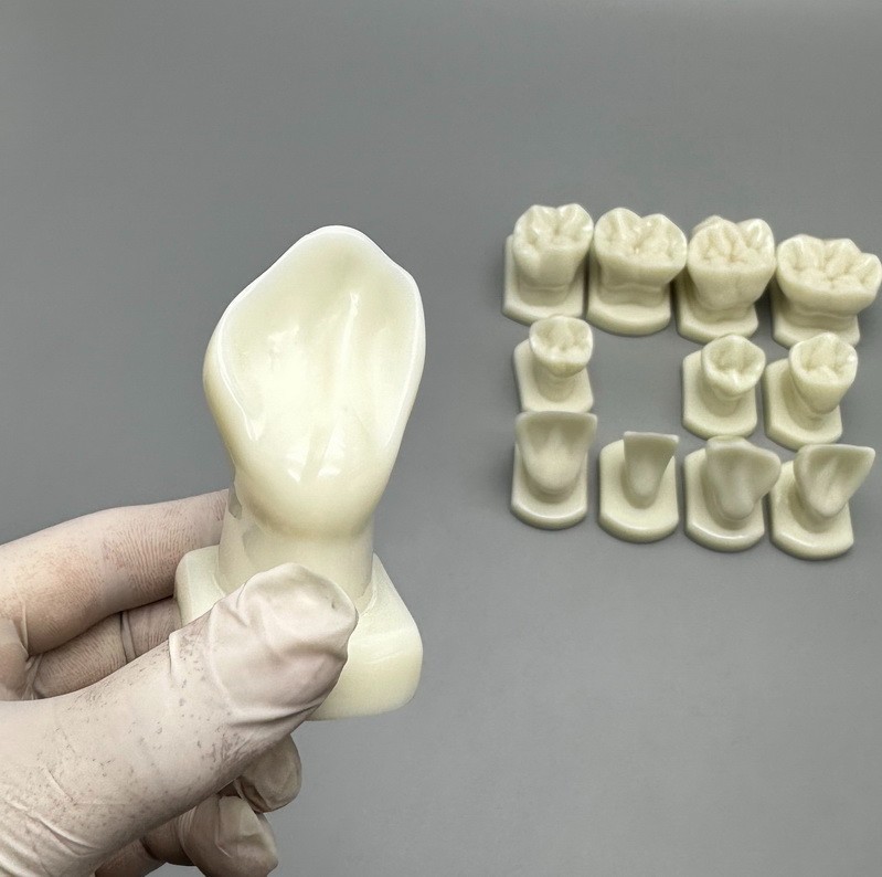 Comparison Carving Permanent Tooth Model Student Practice Study Tools