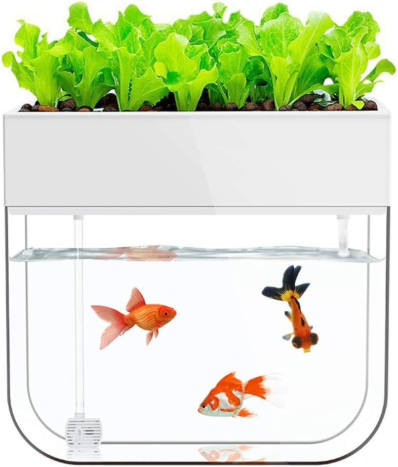 Aquaponic Fish Tank & Seed Sprouter System