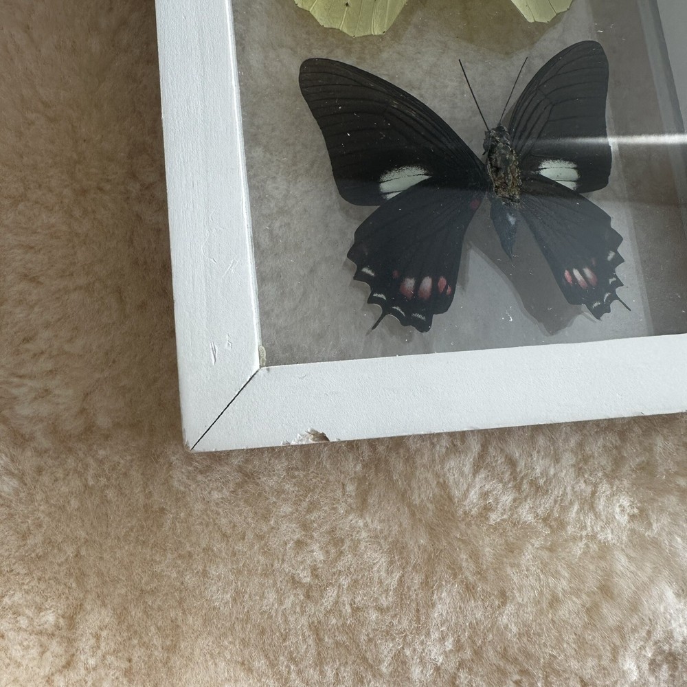 Real Framed Butterfly Specimen Display Shadow Box Swallowtail Entomology Art