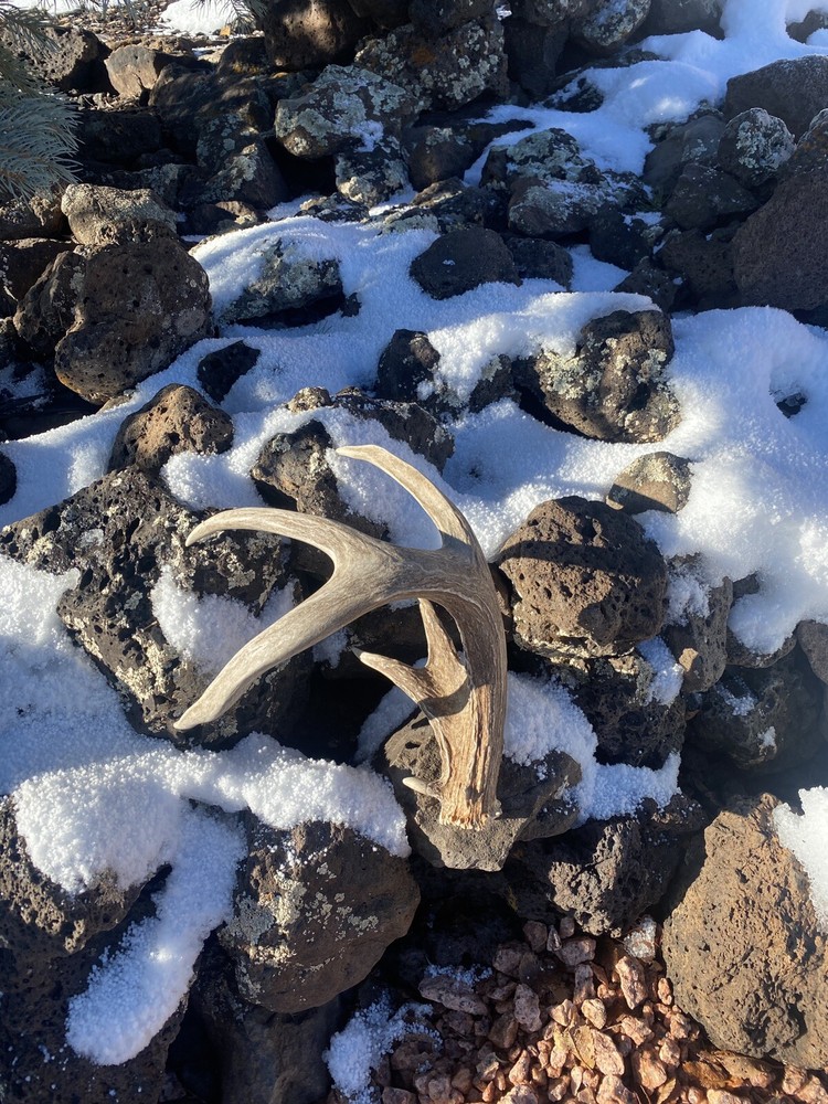 Large Coues Whitetail Deer Shed ~ Antler