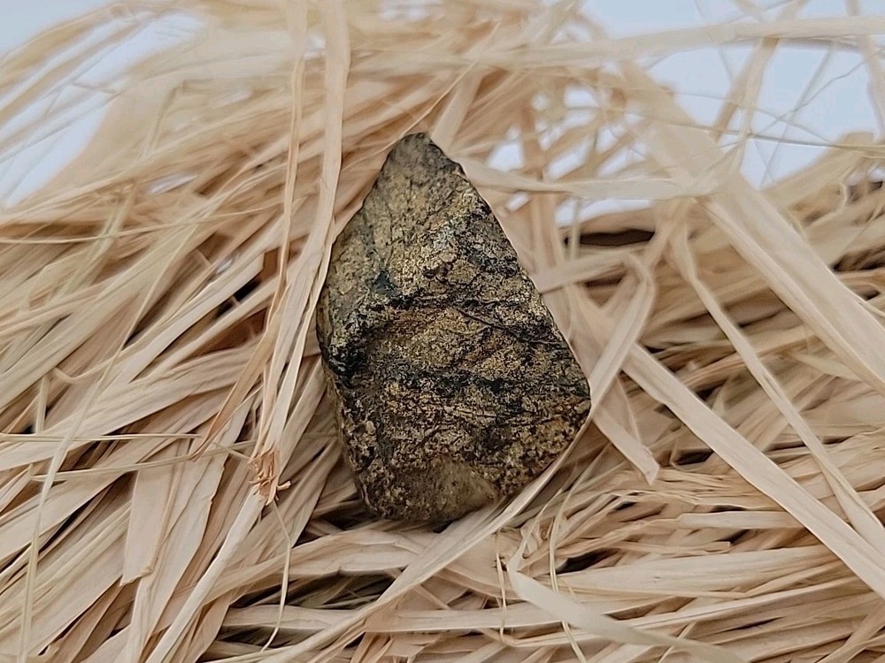 Triceratops Fossil Tooh Permineralized