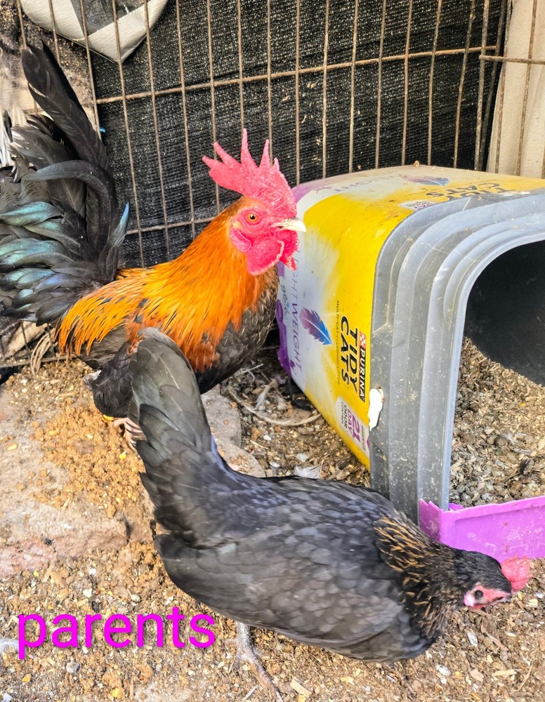 12+ A Dozen Serama Chicken Hatching Eggs Mini Chicken